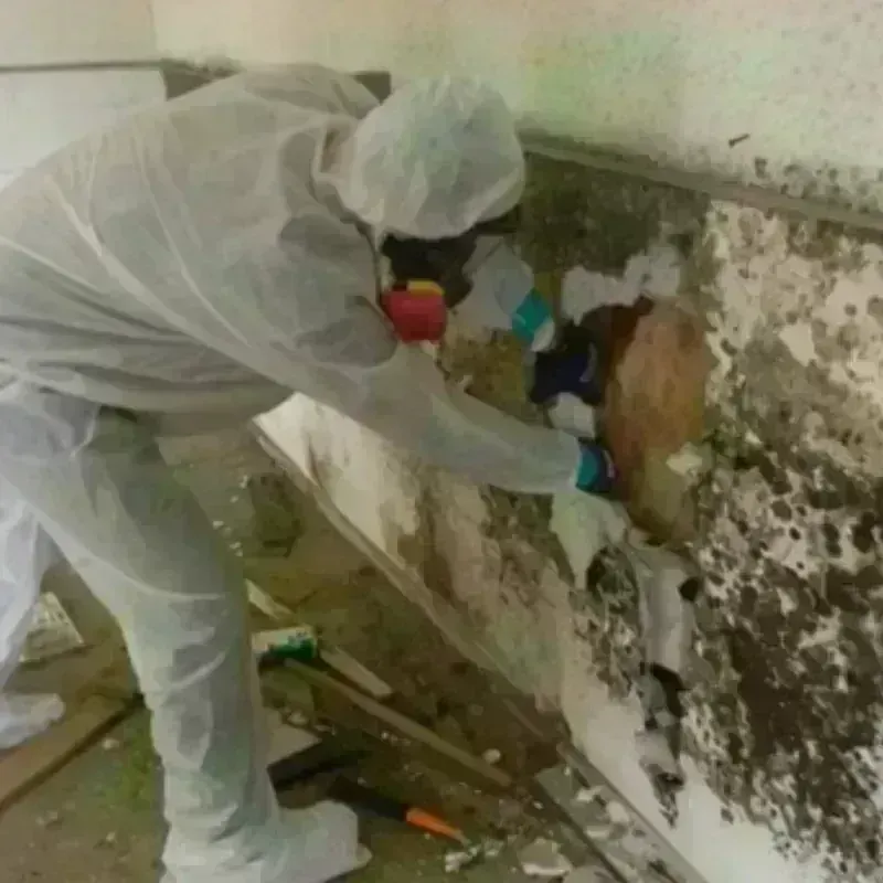 Mold Remediation and Removal in Vandenberg Village, CA